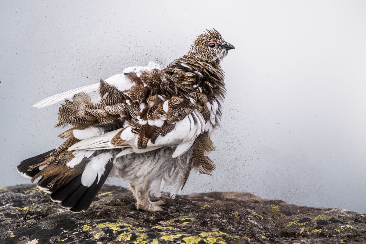 Portfolio von Naturfotograf Nicolas Stettler.