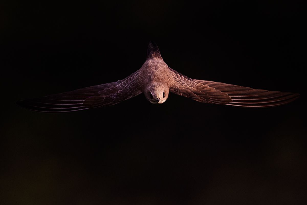 Gallery of swifts and swallows, photographed by nature photographer Nicolas Stettler.