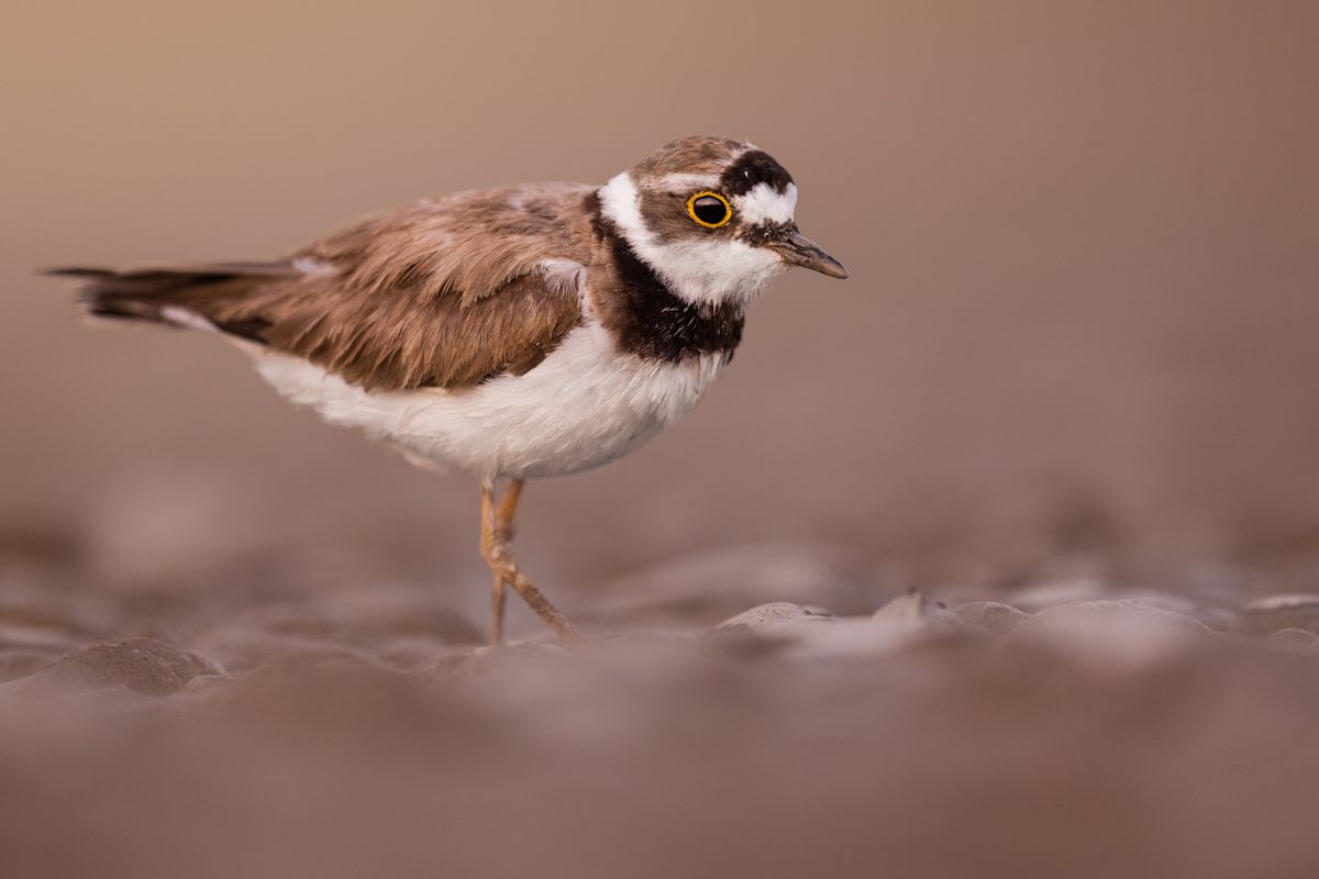 Galerie mit Vogelfotos von Limikolen, fotografiert von Naturfotograf Nicolas Stettler..