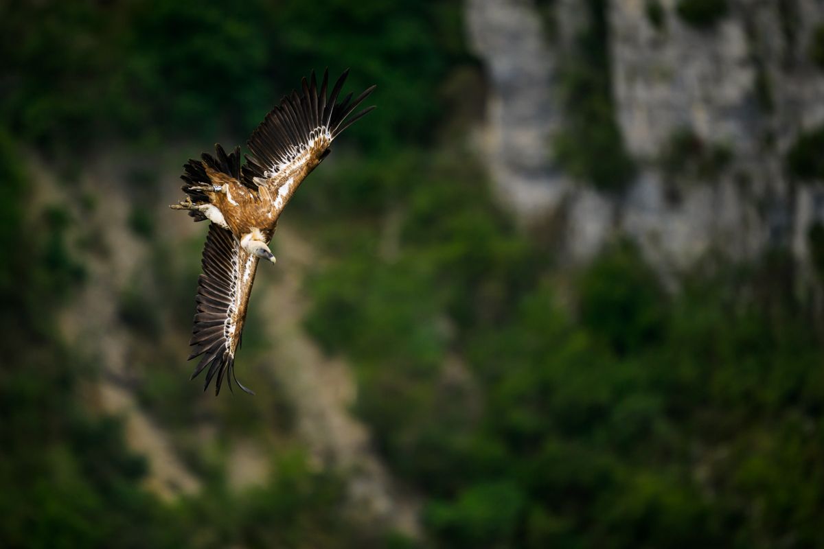 Galerie mit Fotos von Greifvögeln, fotografiert von Naturfotograf Nicolas Stettler.