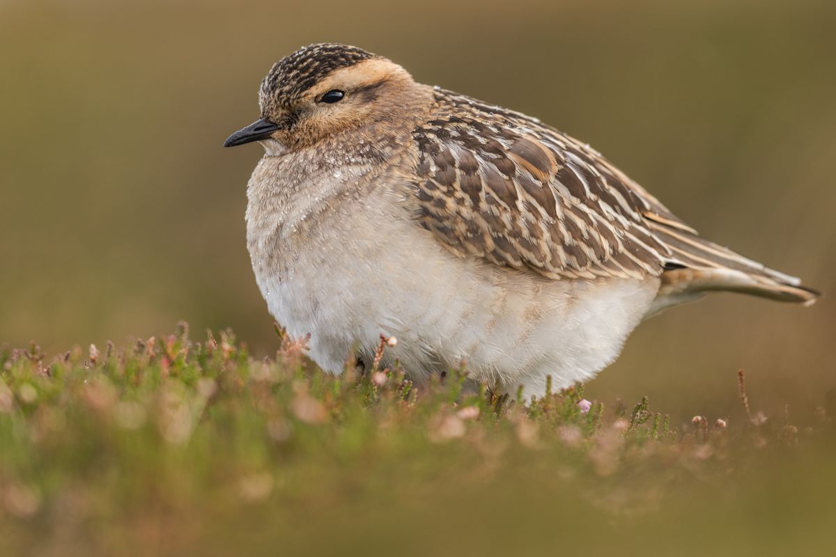 Galerie mit Vogelfotos von Limikolen, fotografiert von Naturfotograf Nicolas Stettler..