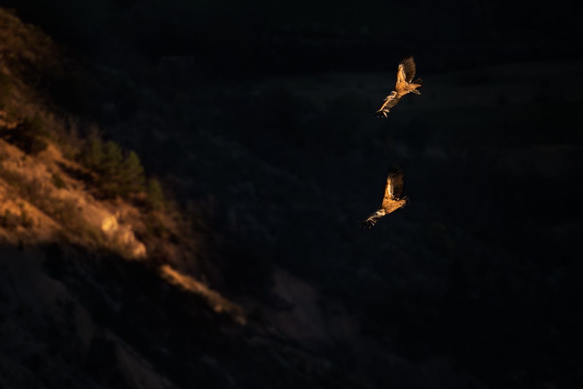 Galerie mit Fotos von Greifvögeln, fotografiert von Naturfotograf Nicolas Stettler.