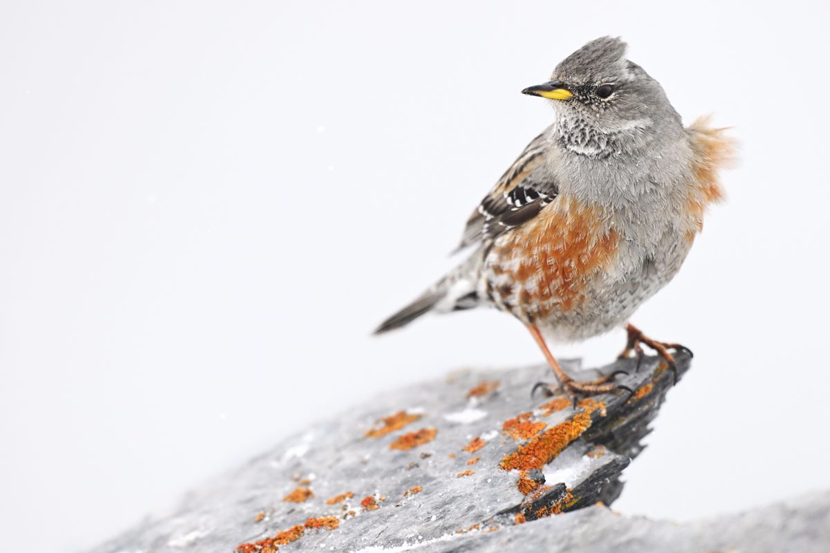 Gallery of songbirds, photographed by nature photographer Nicolas Stettler.