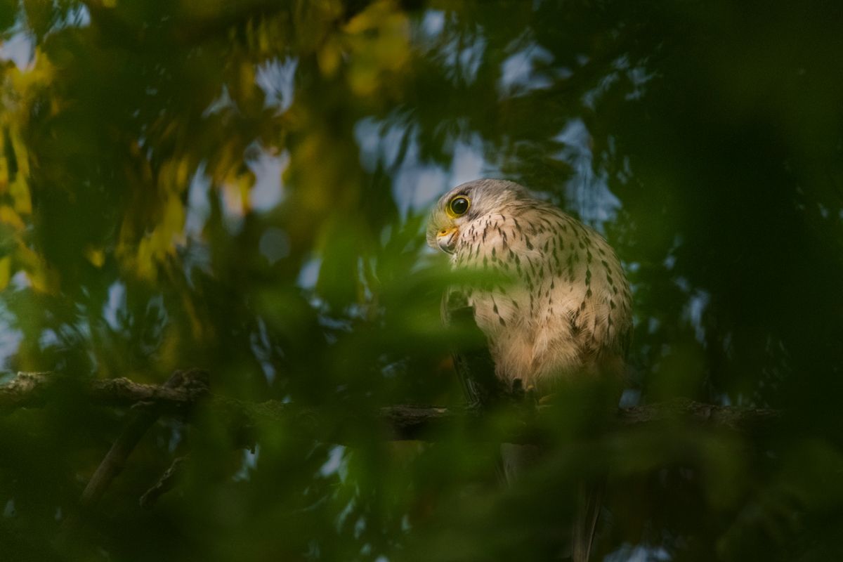 Galerie mit Fotos von Greifvögeln, fotografiert von Naturfotograf Nicolas Stettler.