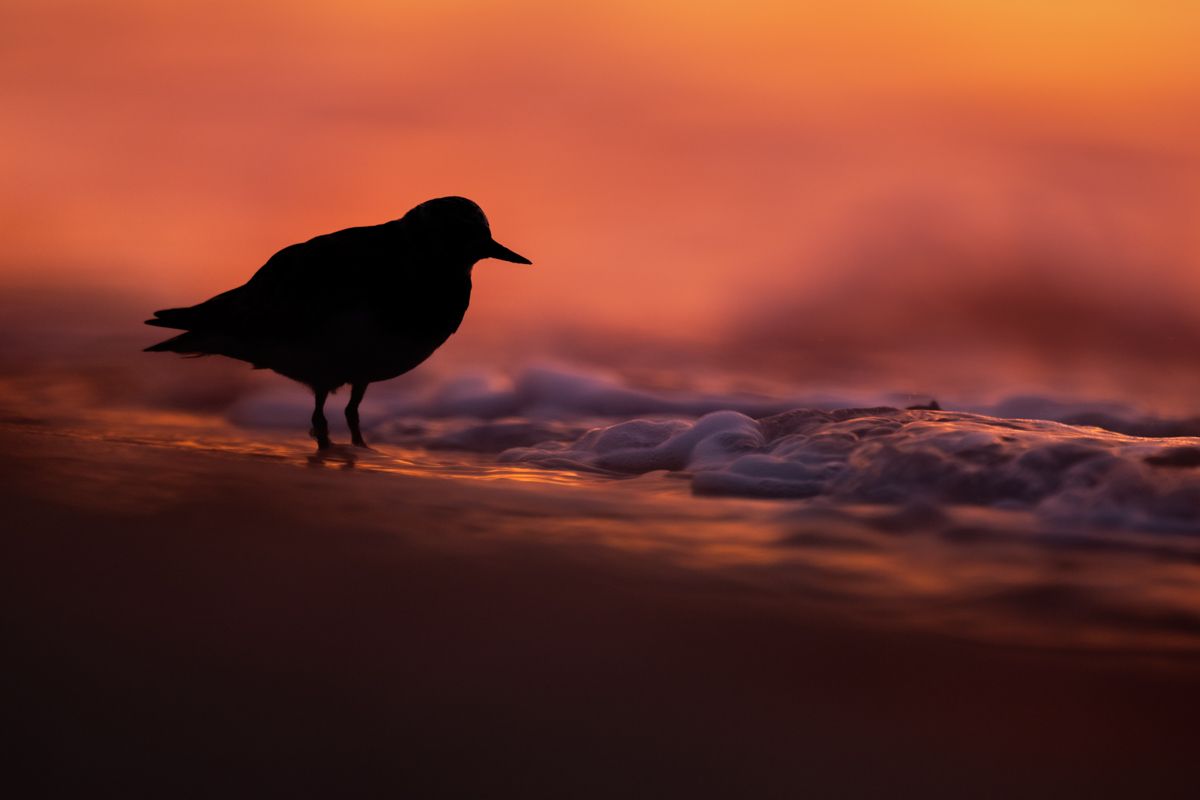 Galerie mit Vogelfotos von Limikolen, fotografiert von Naturfotograf Nicolas Stettler..