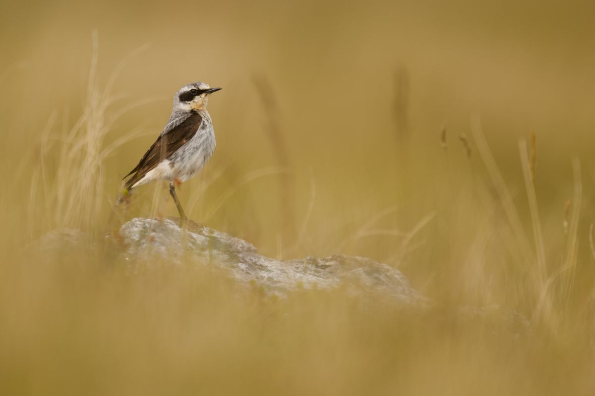 Gallery of songbirds, photographed by nature photographer Nicolas Stettler.