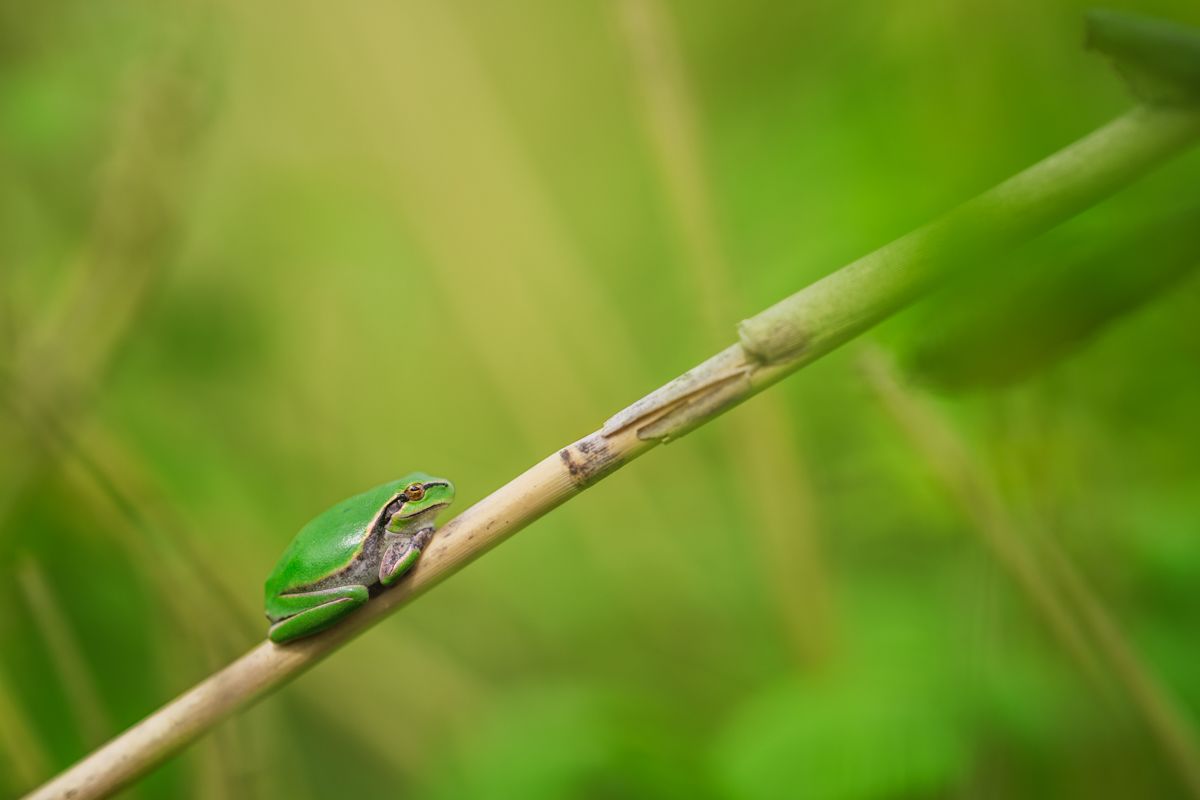 Galerie mit Vogelfotos von Insekten, fotografiert von Naturfotograf Nicolas Stettler..