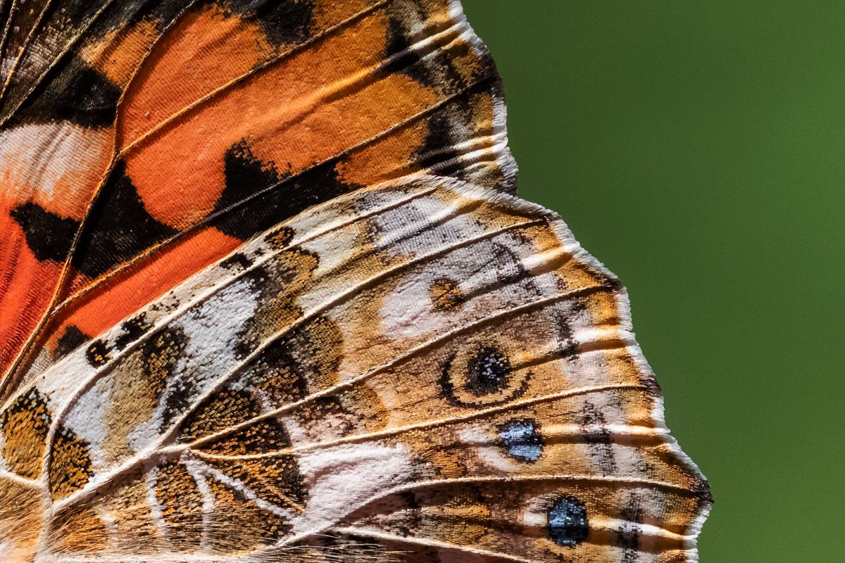 Galerie mit Vogelfotos von Insekten, fotografiert von Naturfotograf Nicolas Stettler..