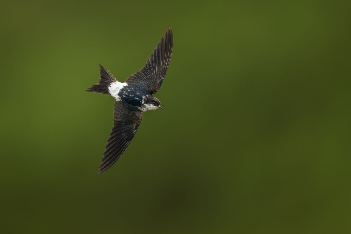 Gallery of swifts and swallows, photographed by nature photographer Nicolas Stettler.