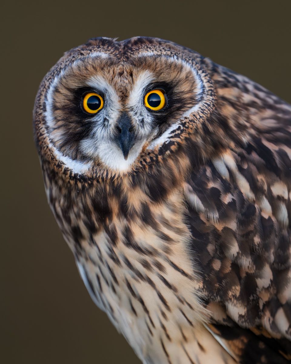 Portfolio von Naturfotograf Nicolas Stettler.