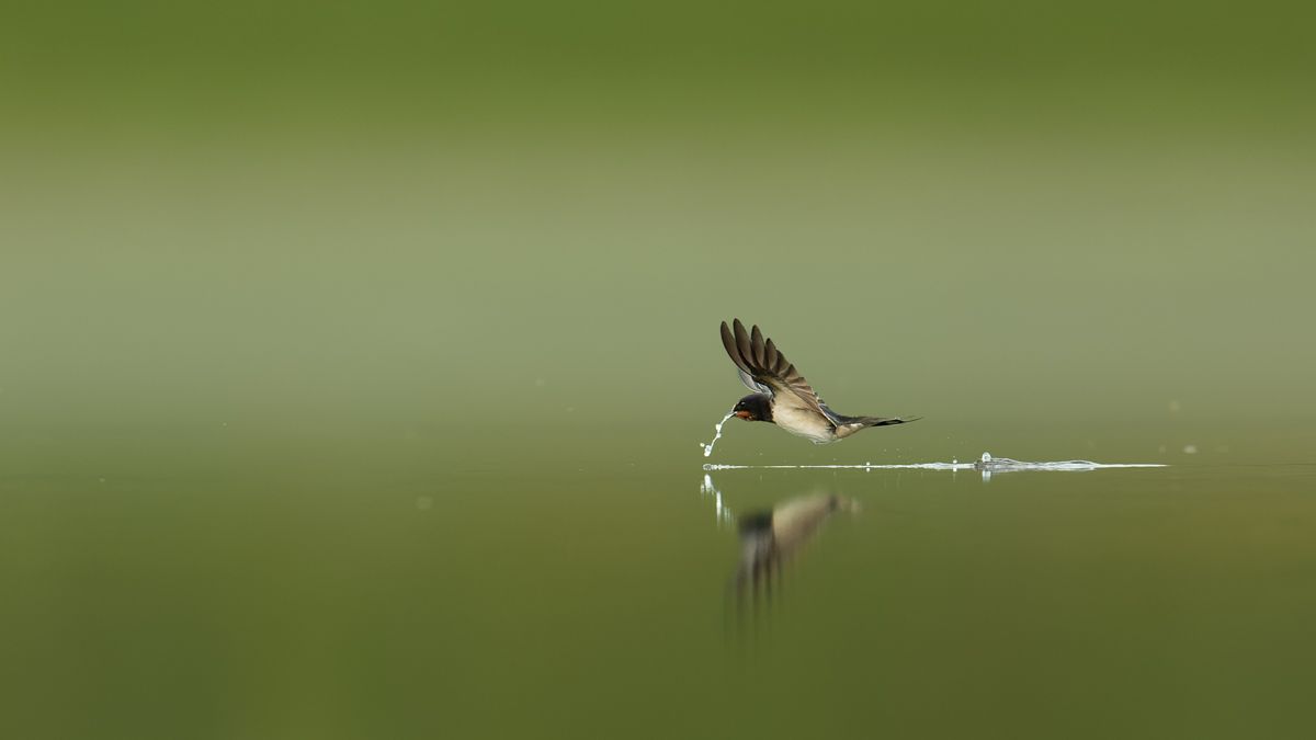 Gallery of swifts and swallows, photographed by nature photographer Nicolas Stettler.