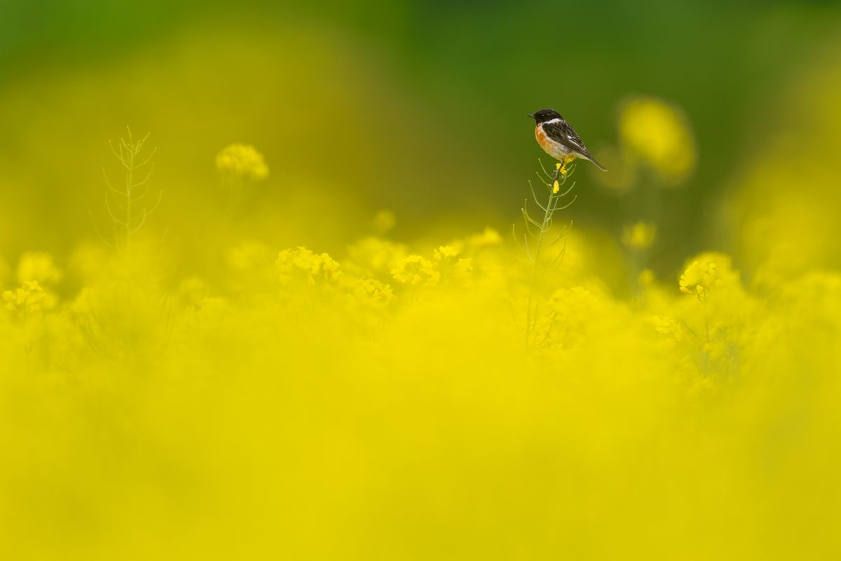 Gallery of songbirds, photographed by nature photographer Nicolas Stettler.