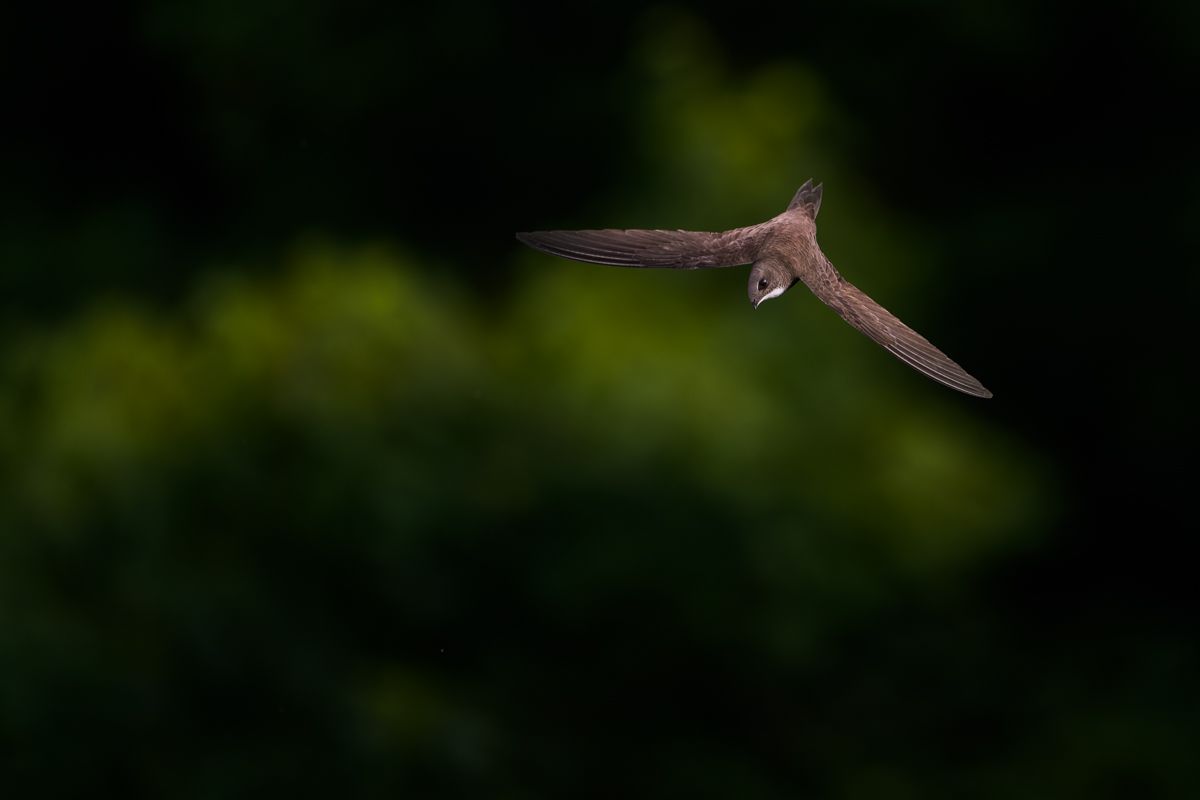 Gallery of swifts and swallows, photographed by nature photographer Nicolas Stettler.