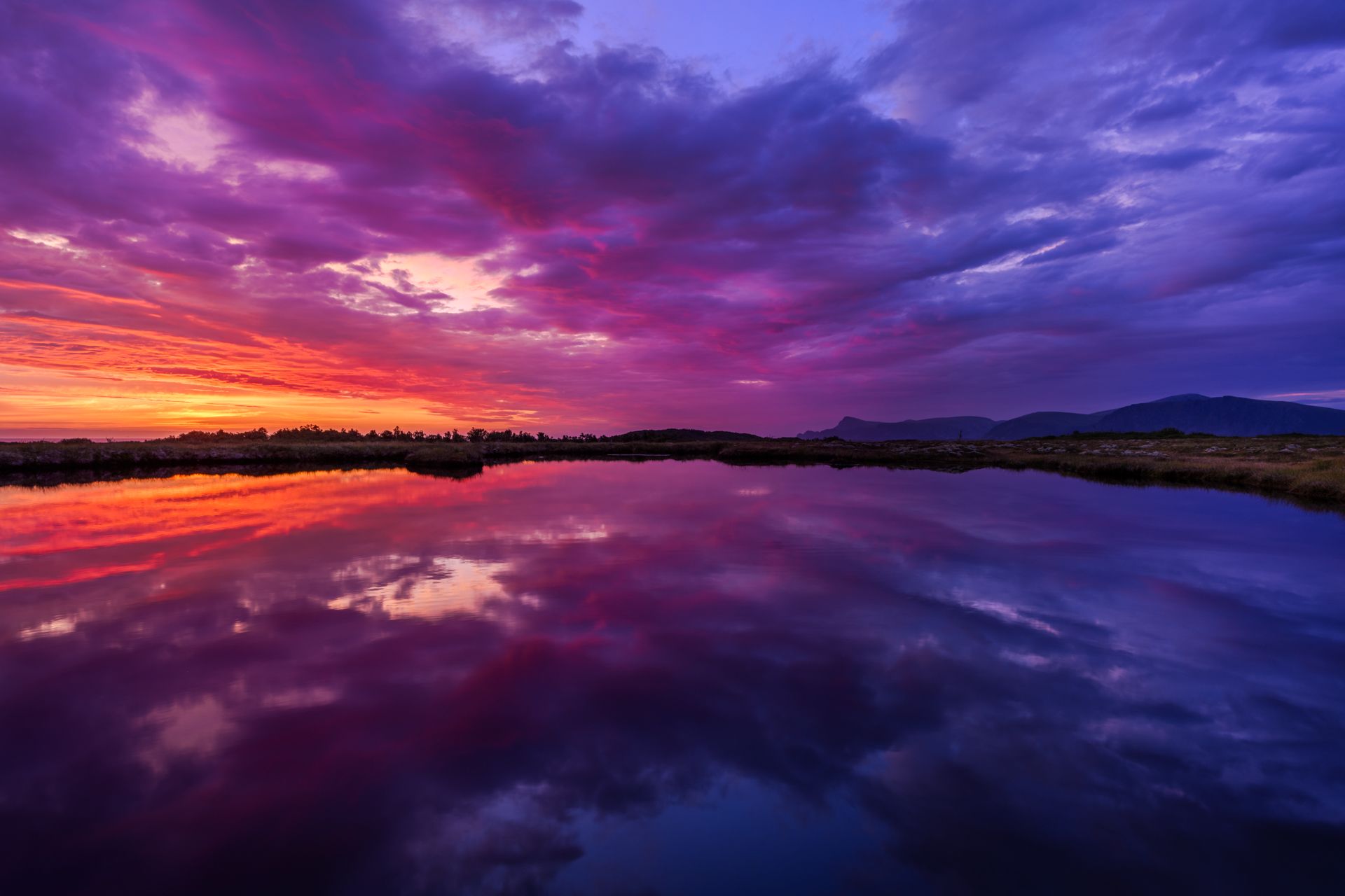 Eine Rohrdommel im Schilf bei Sonnenuntergang.