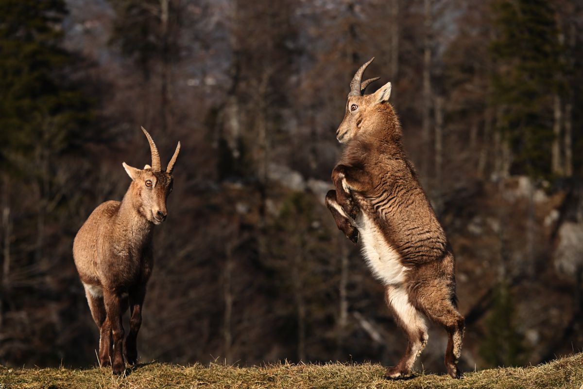 Galerie mit Biber Fotos, fotografiert von Naturfotograf Nicolas Stettler.