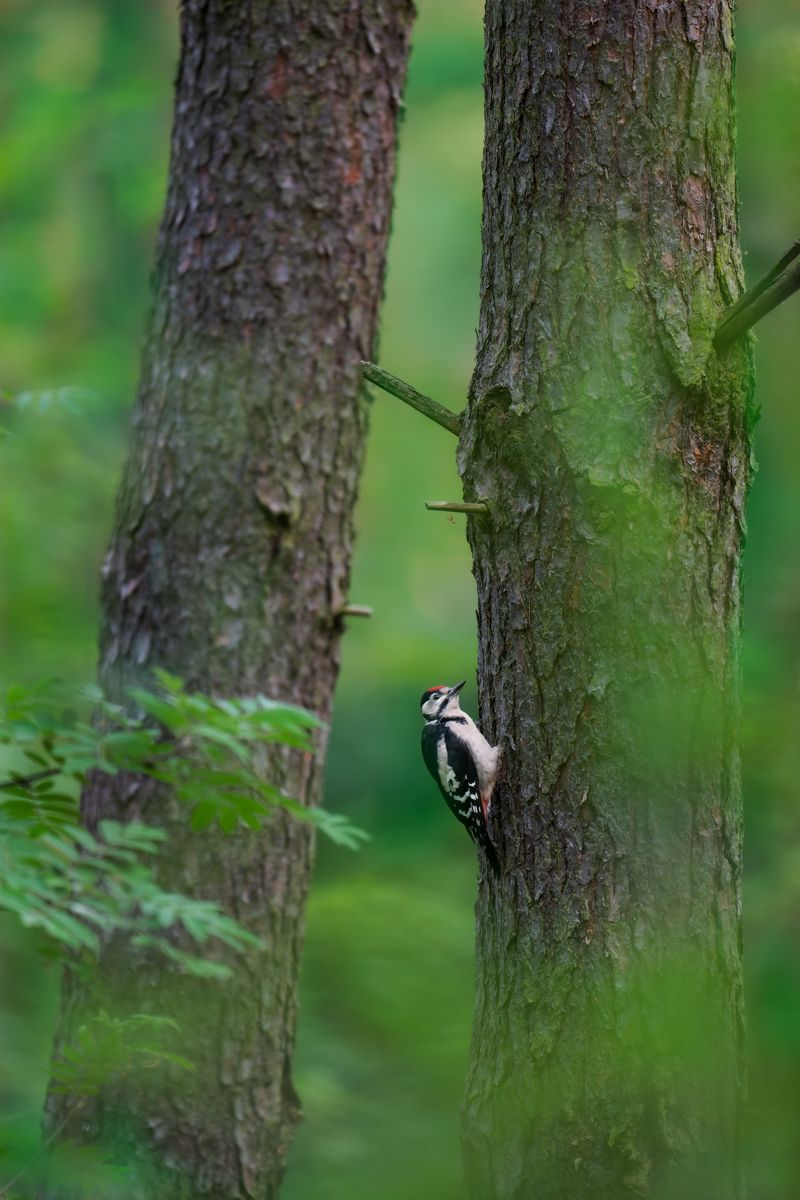 Gallery of songbirds, photographed by nature photographer Nicolas Stettler.