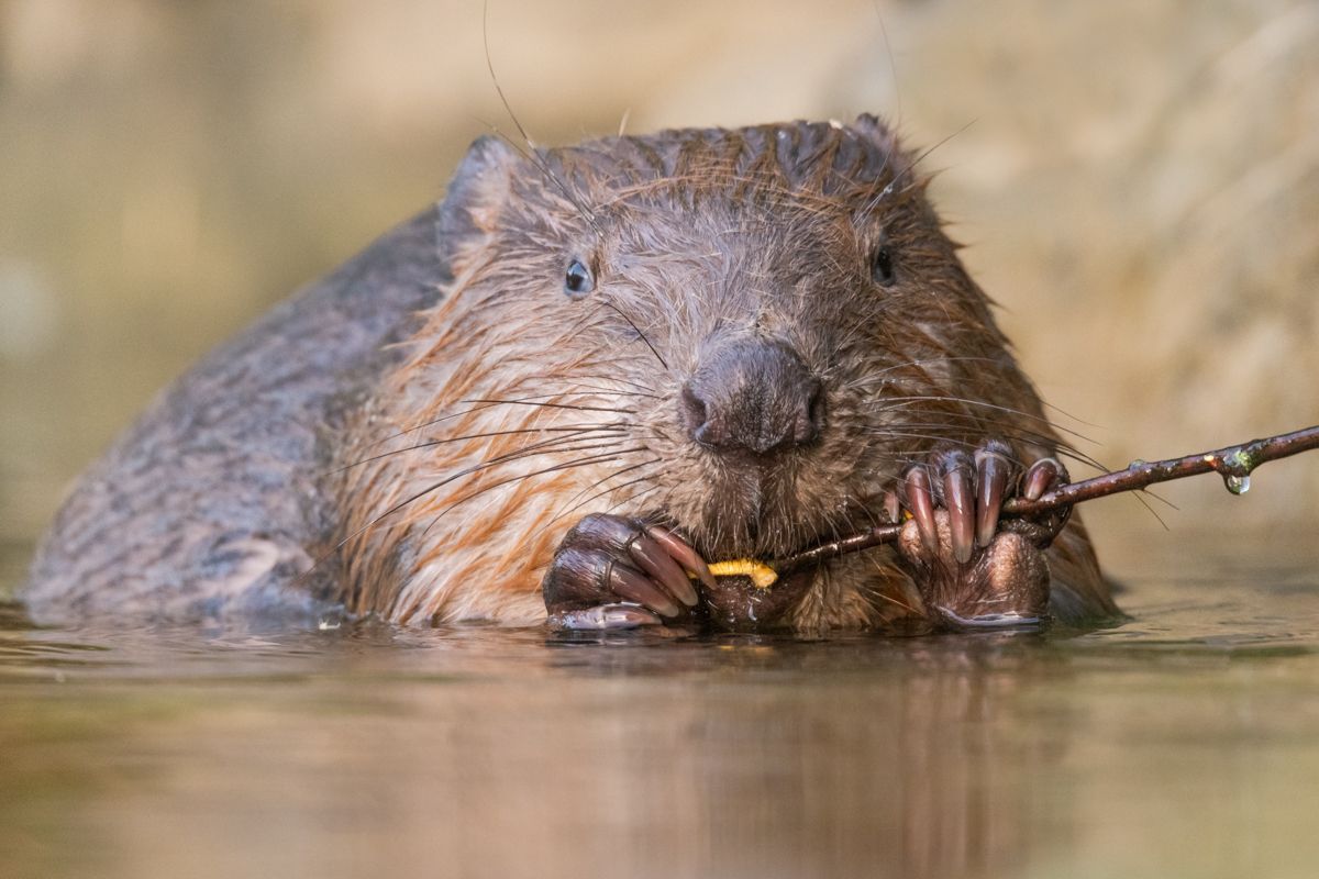 Gallery of fish, photographed by nature photographer Nicolas Stettler.