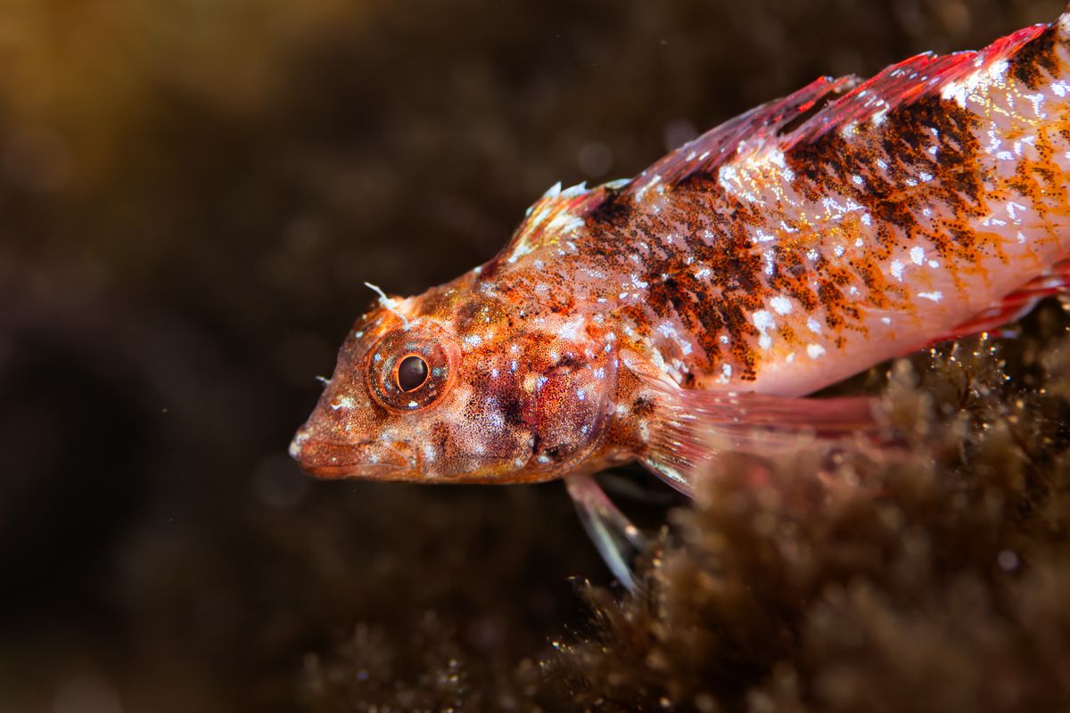 Galerie mit Fotos von Fische, fotografiert von Naturfotograf Nicolas Stettler..