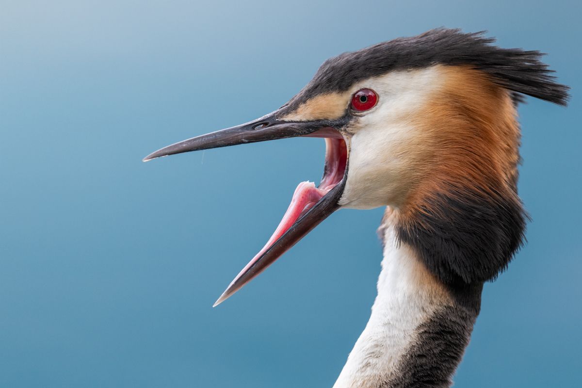 Gallery of water birds images of nature photographer Nicolas Stettler.