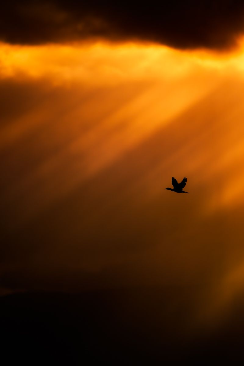 Gallery of water birds images of nature photographer Nicolas Stettler.