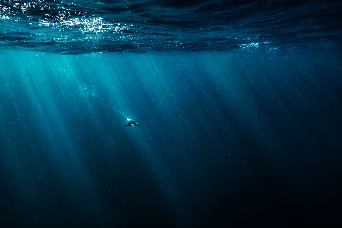 Gallery of fish, photographed by nature photographer Nicolas Stettler.