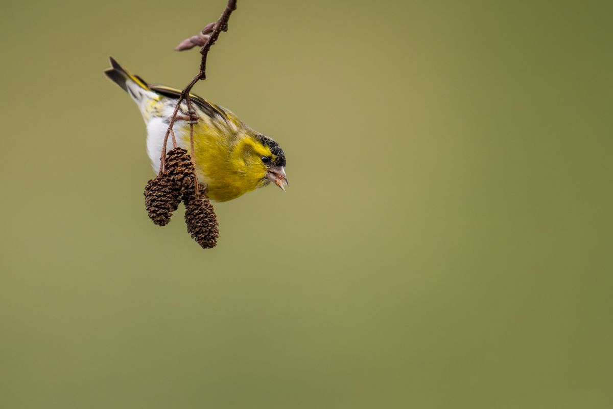 Gallery of songbirds, photographed by nature photographer Nicolas Stettler.