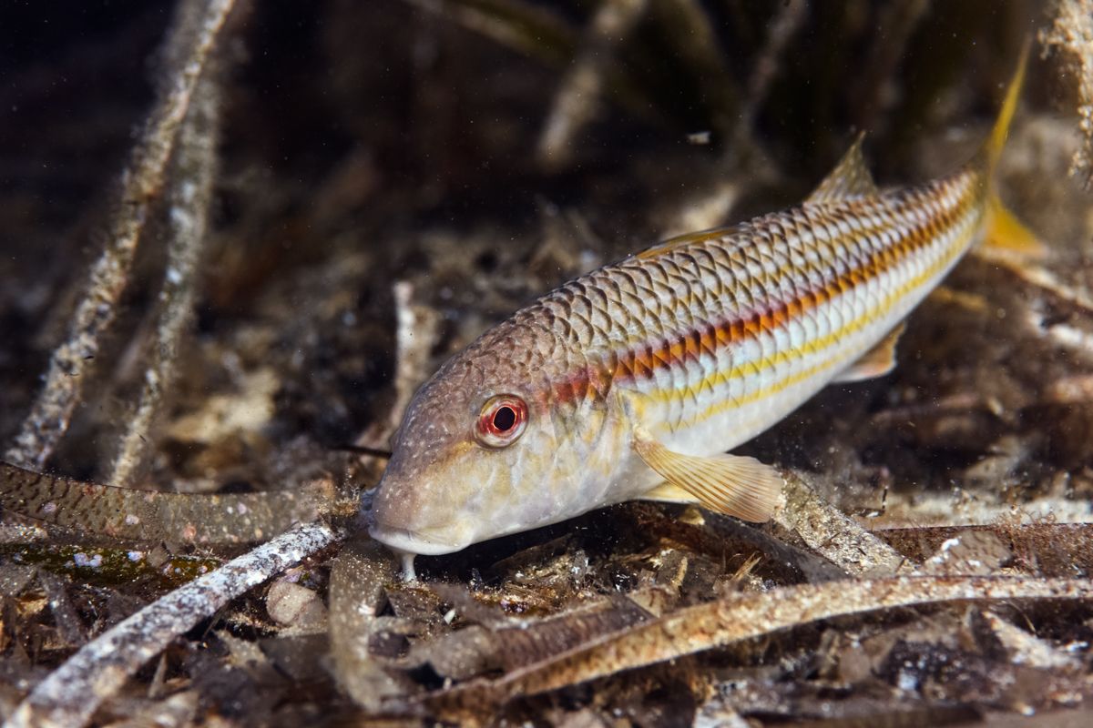 Galerie mit Fotos von Fische, fotografiert von Naturfotograf Nicolas Stettler..