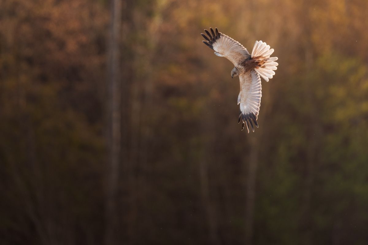 Gallery of raptor images of nature photographer Nicolas Stettler.