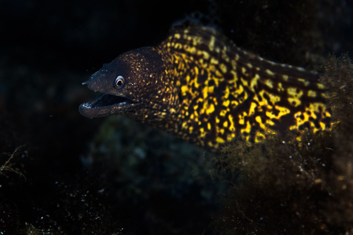 Gallery of fish, photographed by nature photographer Nicolas Stettler.