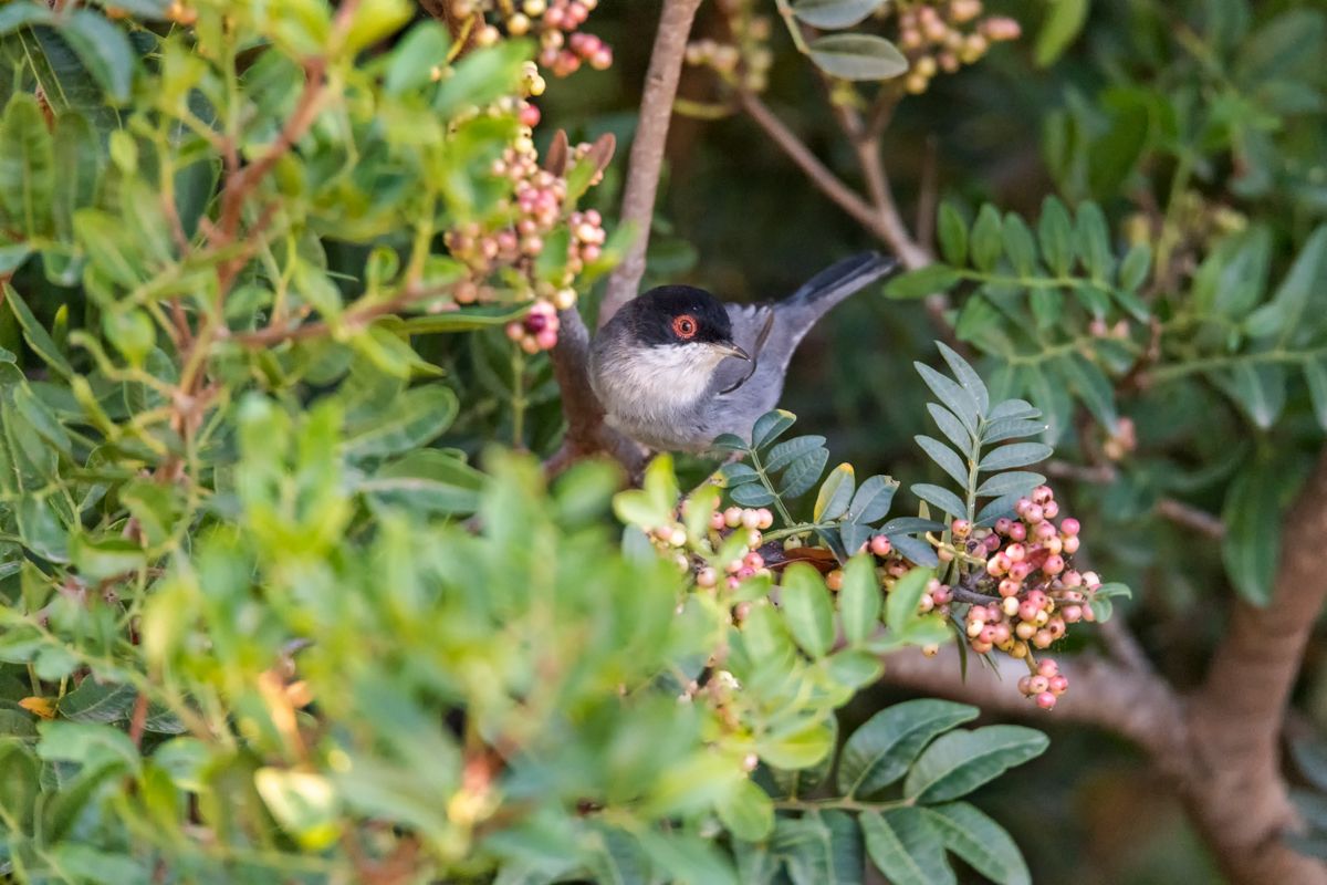 Gallery of songbirds, photographed by nature photographer Nicolas Stettler.