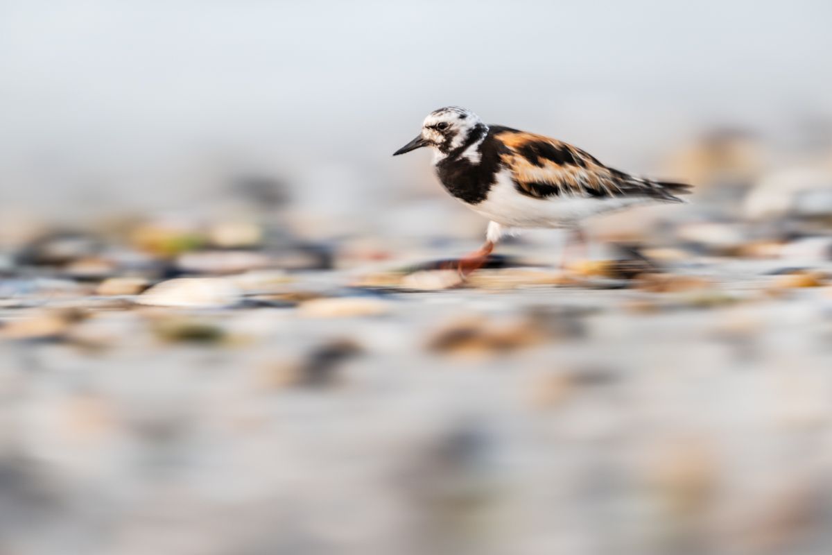 Galerie mit Vogelfotos von Limikolen, fotografiert von Naturfotograf Nicolas Stettler..