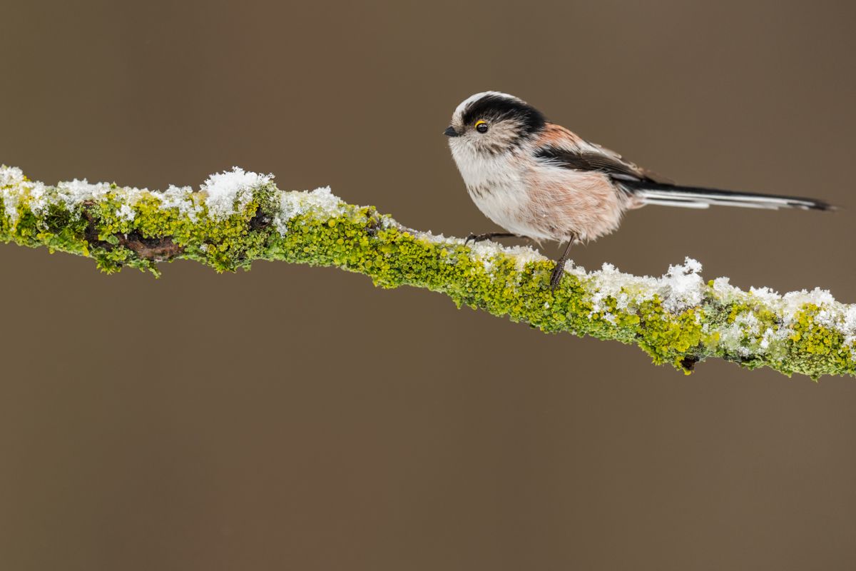 Gallery of songbirds, photographed by nature photographer Nicolas Stettler.