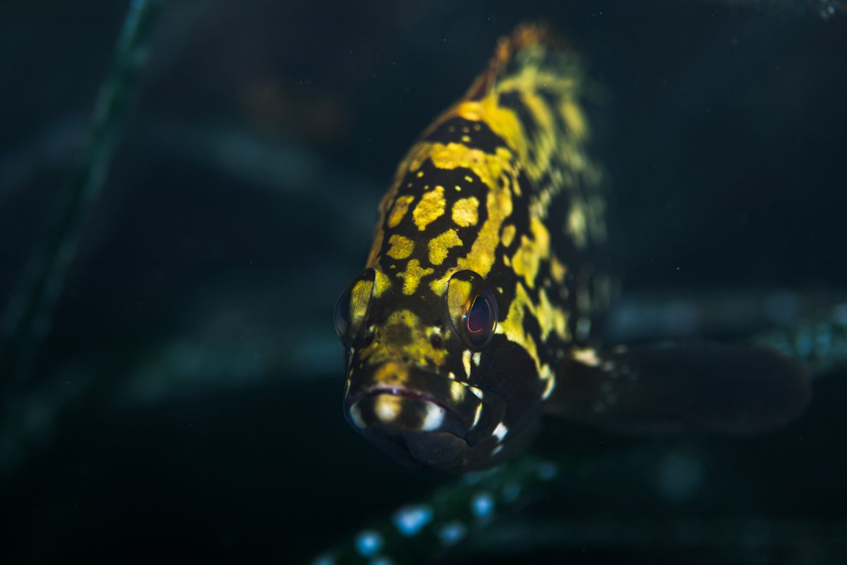 Galerie mit Fotos von Fische, fotografiert von Naturfotograf Nicolas Stettler..