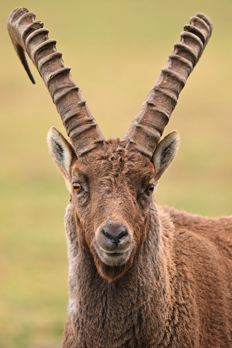 Galerie mit Biber Fotos, fotografiert von Naturfotograf Nicolas Stettler.