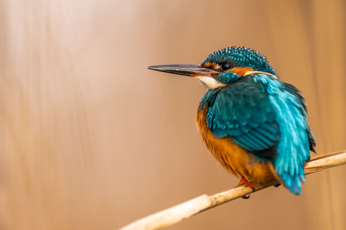 Galerie mit Vogelfotos von Wasservögeln, fotografiert von Naturfotograf Nicolas Stettler..