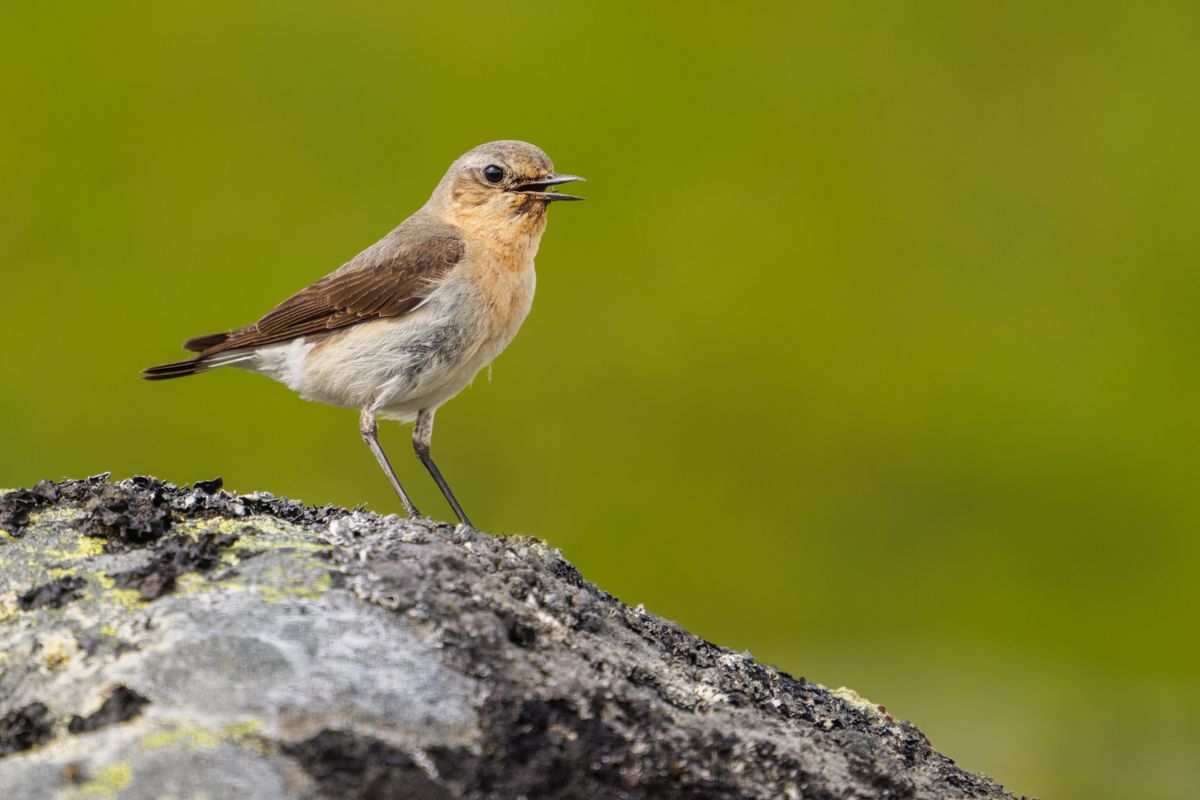 Gallery of songbirds, photographed by nature photographer Nicolas Stettler.