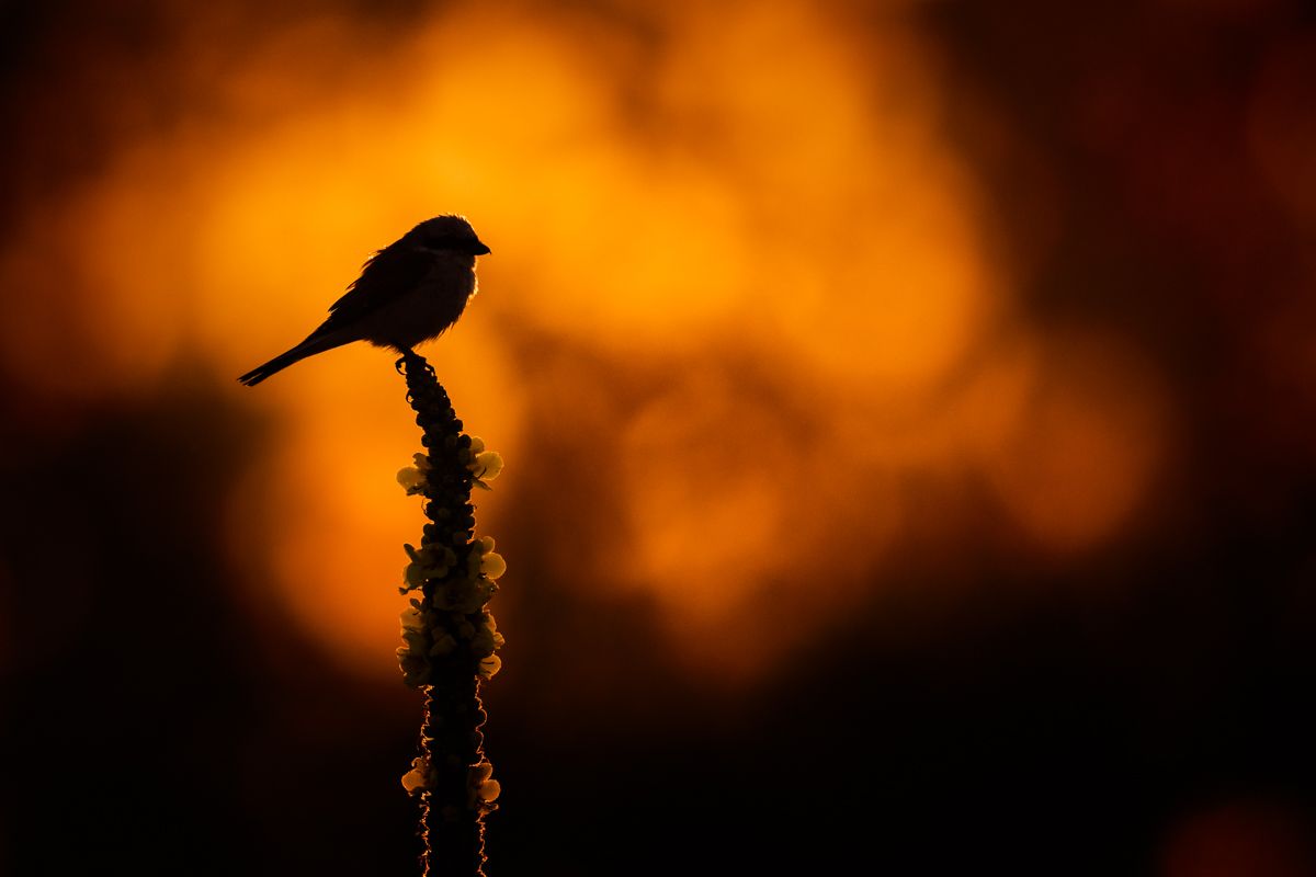 Gallery of songbirds, photographed by nature photographer Nicolas Stettler.