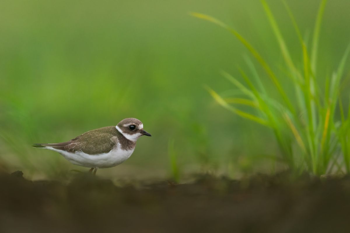 Galerie mit Vogelfotos von Limikolen, fotografiert von Naturfotograf Nicolas Stettler..