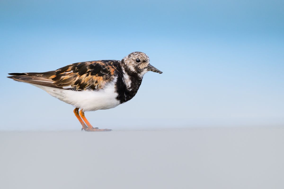 Galerie mit Vogelfotos von Limikolen, fotografiert von Naturfotograf Nicolas Stettler..