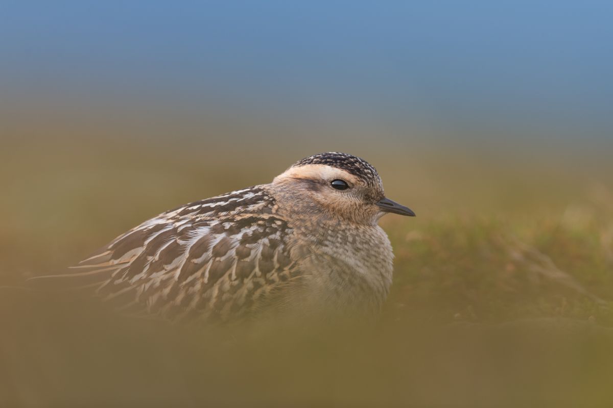 Galerie mit Vogelfotos von Limikolen, fotografiert von Naturfotograf Nicolas Stettler..