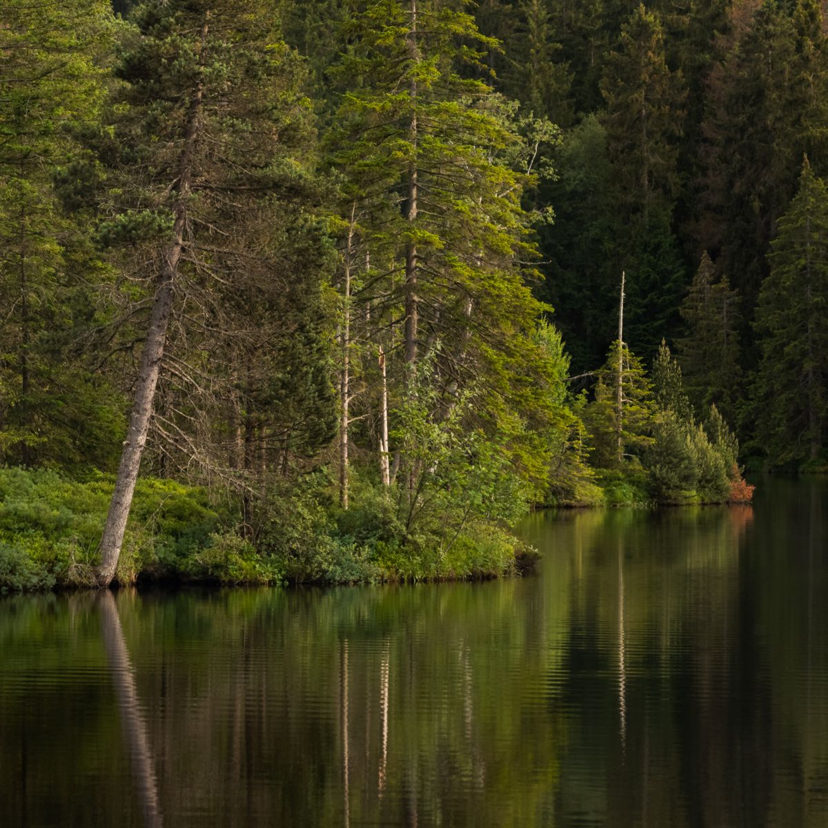 Galerie mit Landschaftsfotos von Naturfotograf Nicolas Stettler.