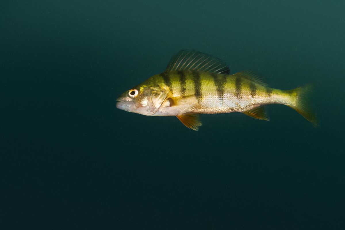 Galerie mit Fotos von Fische, fotografiert von Naturfotograf Nicolas Stettler..