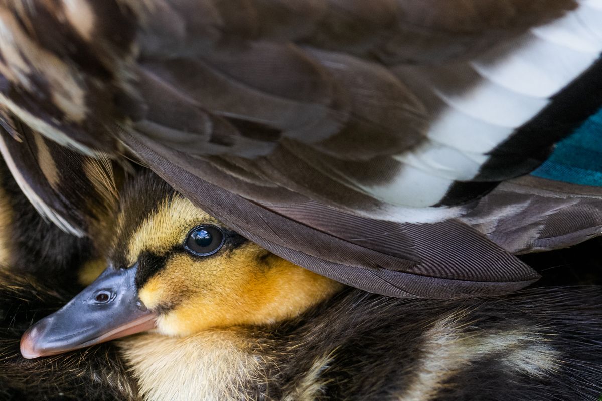 Gallery of water birds images of nature photographer Nicolas Stettler.