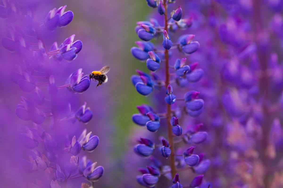 Galerie mit Vogelfotos von Insekten, fotografiert von Naturfotograf Nicolas Stettler..