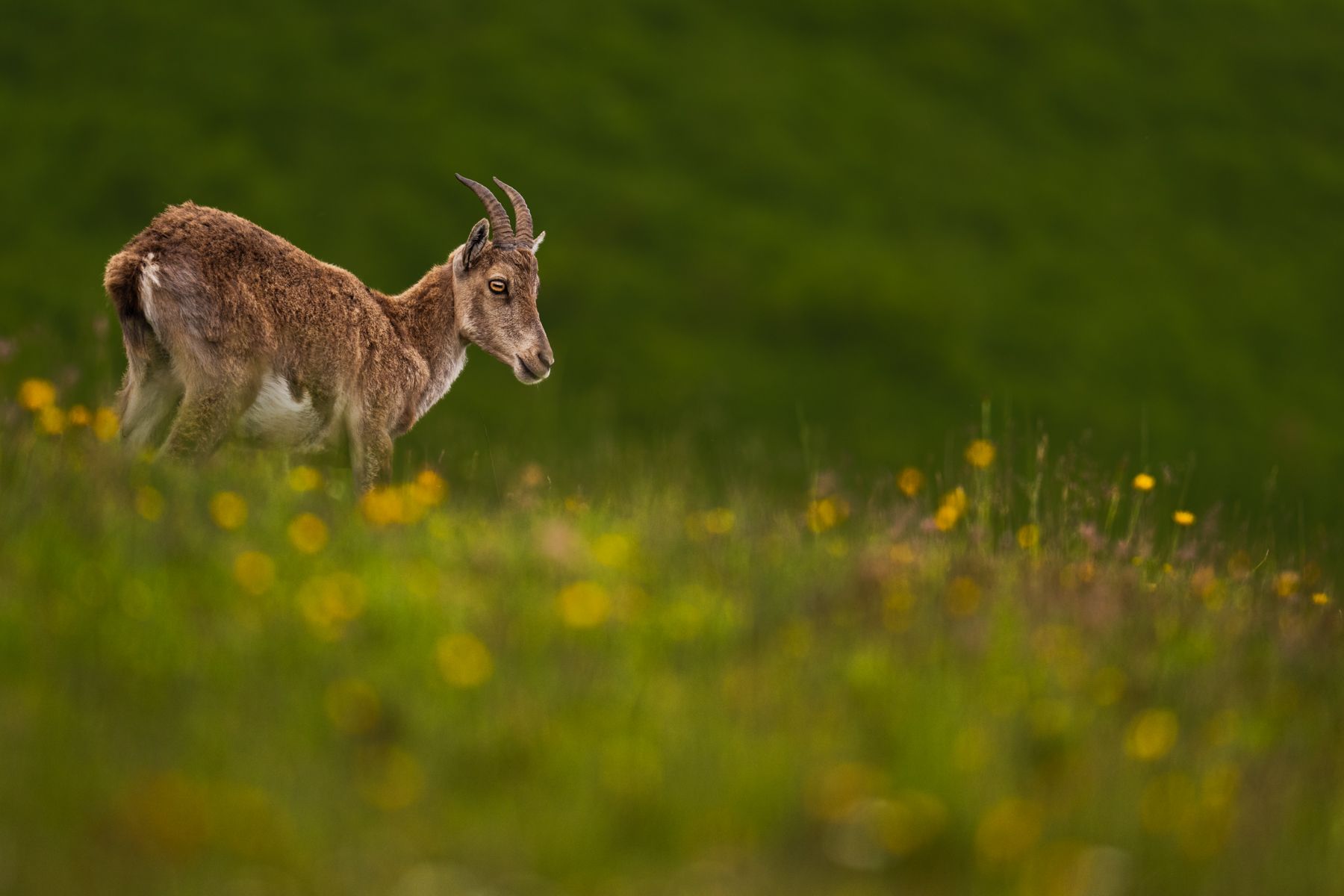 Ein Alpensteinbock-Weibchen im Blumenmeer.