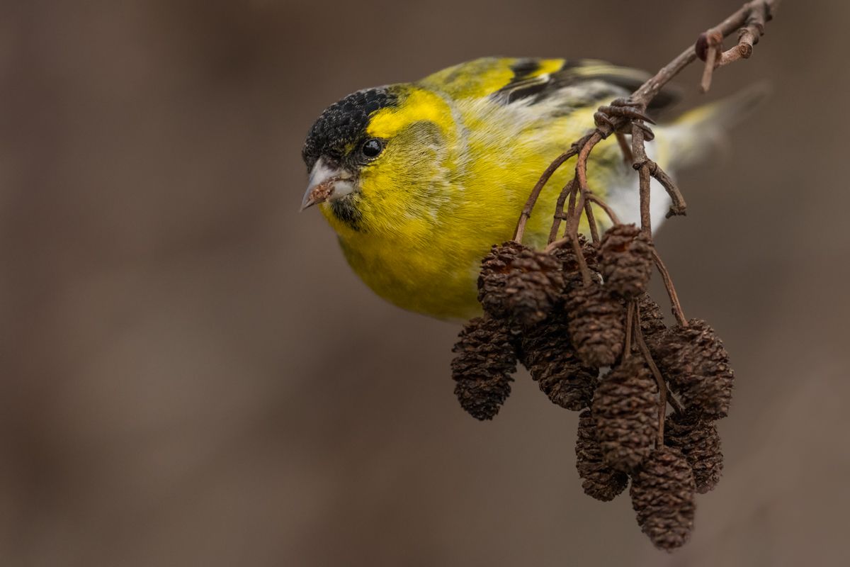 Gallery of songbirds, photographed by nature photographer Nicolas Stettler.