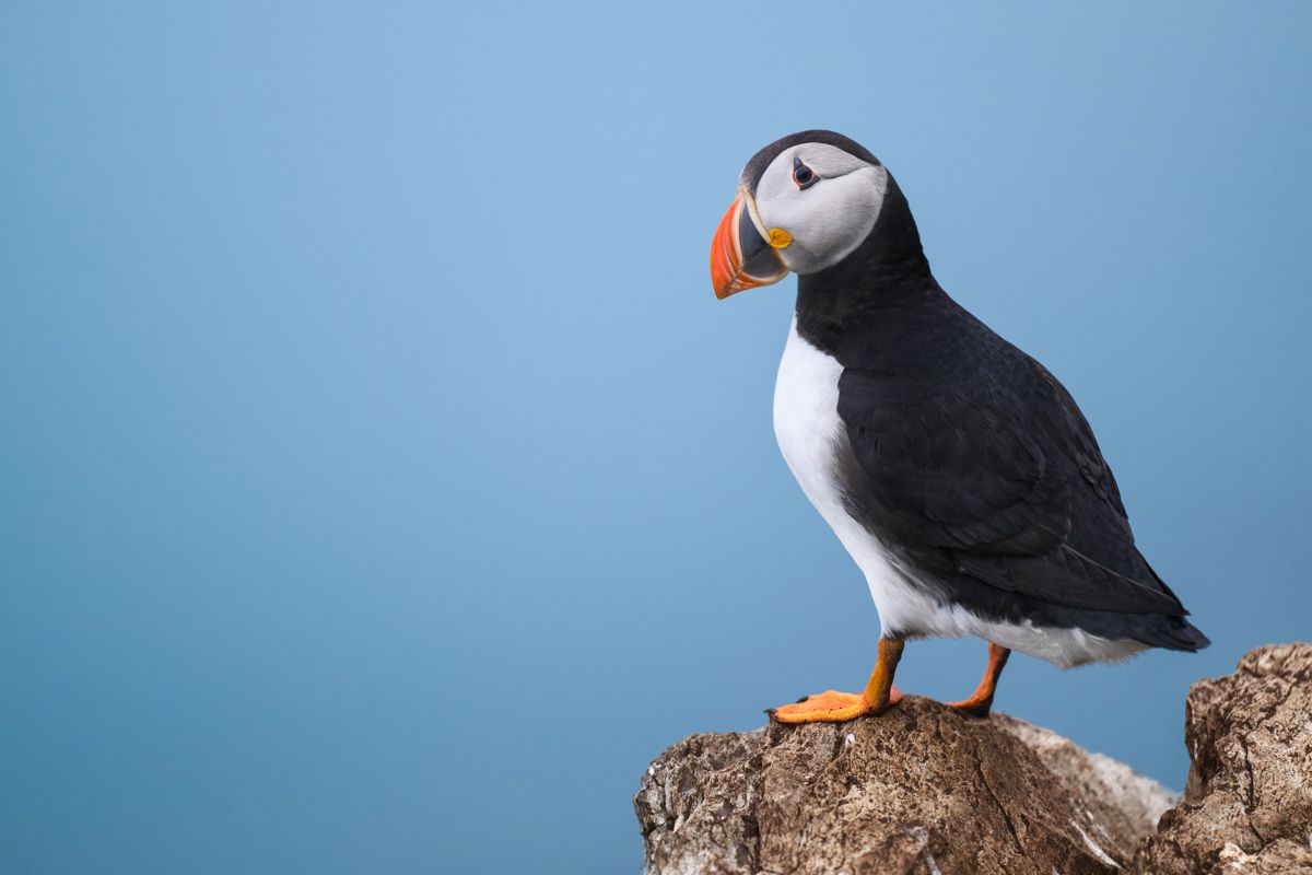 Gallery of seabirds photographed by naturphotographer Nicolas Stettler