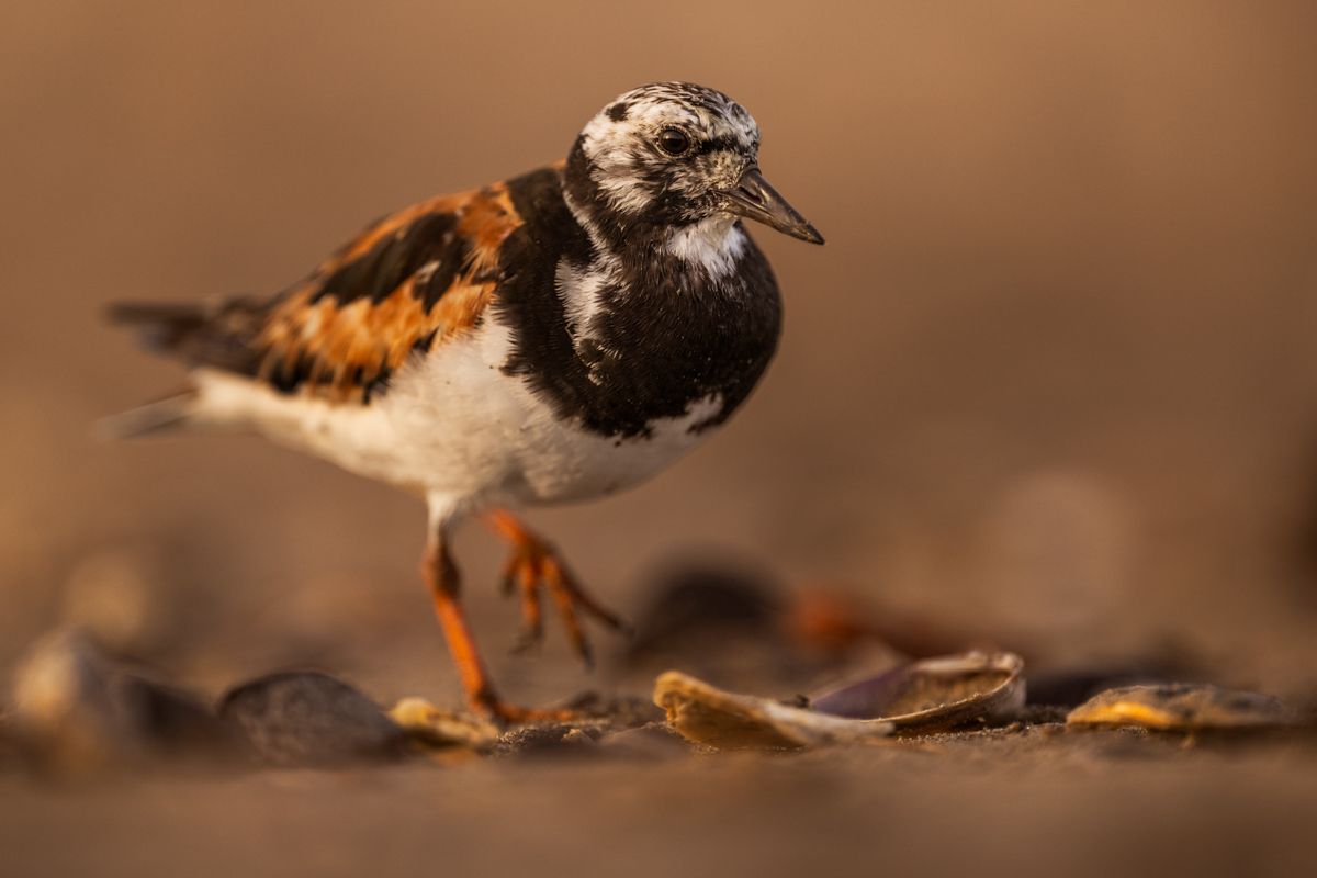 Galerie mit Vogelfotos von Limikolen, fotografiert von Naturfotograf Nicolas Stettler..