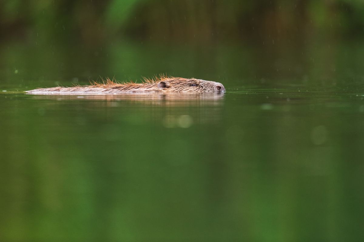 Gallery of fish, photographed by nature photographer Nicolas Stettler.