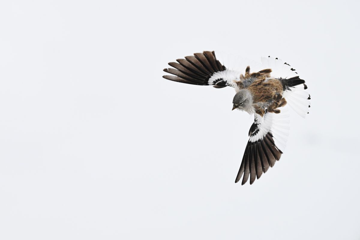 Gallery of songbirds, photographed by nature photographer Nicolas Stettler.